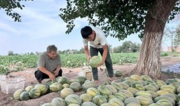 新疆吃瓜最新事件爆料,揭秘背后真相与网络热议