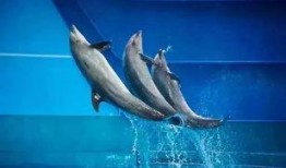 抖音小海鱼棠最新爆料,揭秘网红幕后故事！