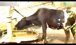 牛不啦最新视频爆料,娱乐圈幕后真相大曝光！