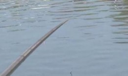 钓鱼爆料视频最新大全图片,捕捉瞬间，揭秘钓鱼高手技巧与心得